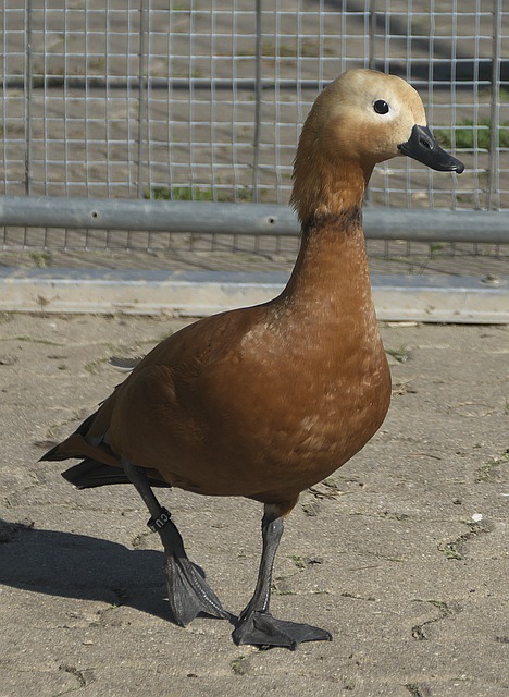 入篮筐